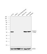 Calretinin Antibody in Western Blot (WB)