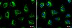 HSP60 Antibody in Immunocytochemistry (ICC/IF)