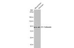 Calnexin Antibody in Western Blot (WB)