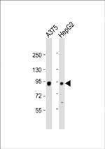 ATG9A Antibody in Western Blot (WB)