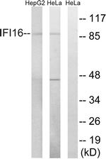 IFI16 Antibody in Western Blot (WB)