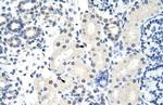 FOXG1 Antibody in Immunohistochemistry (IHC)