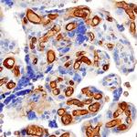 CD153 Antibody in Immunohistochemistry (Paraffin) (IHC (P))