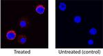 IL-5 Antibody in Immunocytochemistry (ICC/IF)