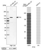 IFI16 Antibody in Western Blot (WB)