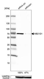 cGAS Antibody in Western Blot (WB)