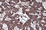 Caspase 8 Antibody in Immunohistochemistry (Paraffin) (IHC (P))