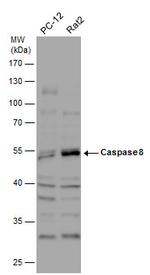 Caspase 8 Antibody in Western Blot (WB)