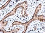 Pan Ras Antibody in Immunohistochemistry (Paraffin) (IHC (P))