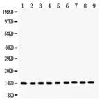 Cytochrome C Antibody in Western Blot (WB)