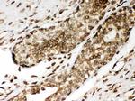 Lamin A/C Antibody in Immunohistochemistry (Paraffin) (IHC (P))