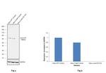 Lamin B1 Antibody in Western Blot (WB)