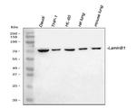 Lamin B1 Antibody in Western Blot (WB)