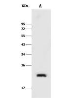 Caveolin 2 Antibody in Western Blot (WB)