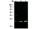 CDC42 Antibody in Western Blot (WB)