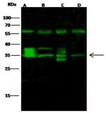 FGF8 Antibody in Western Blot (WB)