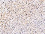 p38 MAPK beta Antibody in Immunohistochemistry (Paraffin) (IHC (P))