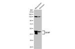 GFAP Antibody in Western Blot (WB)