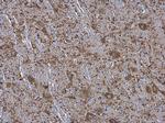 MAP2 Antibody in Immunohistochemistry (Paraffin) (IHC (P))