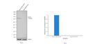 STAT3 Antibody