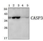 Caspase 3 Antibody in Western Blot (WB)