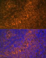 DR4 Antibody in Immunocytochemistry (ICC/IF)