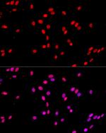 c-Jun Antibody in Immunocytochemistry (ICC/IF)