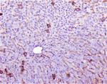 TNFR1 Antibody in Immunohistochemistry (Paraffin) (IHC (P))