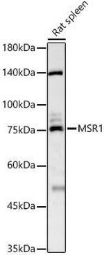 CD204 Antibody in Western Blot (WB)