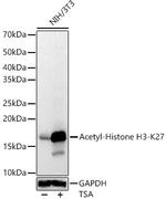 H3K27ac Antibody in Western Blot (WB)