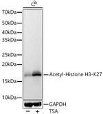 H3K27ac Antibody in Western Blot (WB)