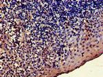 TRADD Antibody in Immunohistochemistry (Paraffin) (IHC (P))