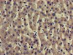 TRADD Antibody in Immunohistochemistry (Paraffin) (IHC (P))