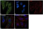 Actin Antibody in Immunocytochemistry (ICC/IF)