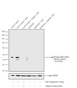 Phospho-ERK1 (Thr202, Tyr205) Antibody