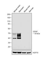 GFAP Antibody