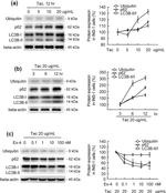 Ubiquitin Antibody in Western Blot (WB)