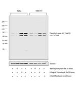 Phospho-Lamin A/C (Ser22) Antibody in Western Blot (WB)