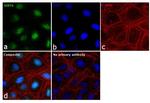 SIRT6 Antibody in Immunocytochemistry (ICC/IF)