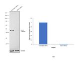 SIRT6 Antibody