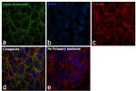 alpha Synuclein Antibody in Immunocytochemistry (ICC/IF)