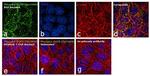 Phospho-EGFR (Tyr1086) Antibody in Immunocytochemistry (ICC/IF)