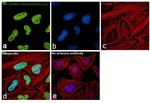 H3K4me3 Antibody in Immunocytochemistry (ICC/IF)