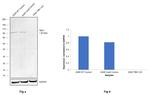 TBK1 Antibody in Western Blot (WB)