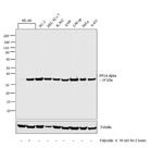 PP2A alpha Antibody in Western Blot (WB)