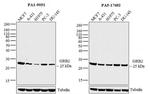 GRB2 Antibody