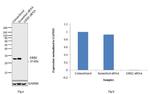 GRB2 Antibody in Western Blot (WB)