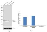 FADD Antibody