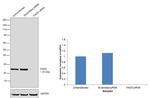 FADD Antibody in Western Blot (WB)