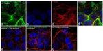 Phospho-EGFR (Tyr1068) Antibody in Immunocytochemistry (ICC/IF)